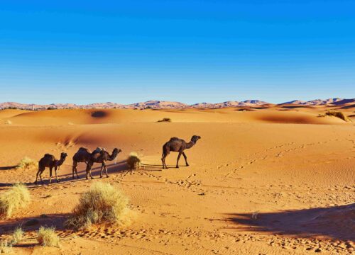Nomadic Desert and Ouarzazate